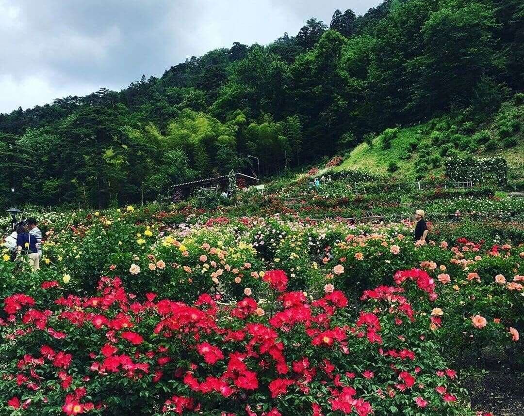 A place where visitors are immersed in a paradise of roses