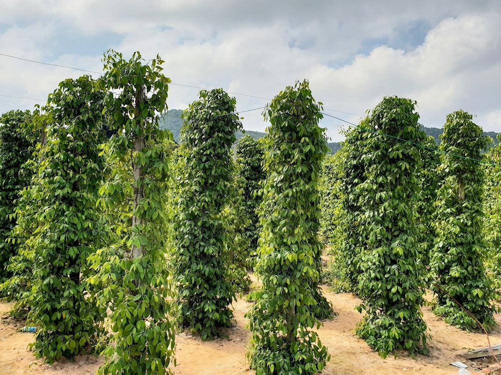 Each pepper tree at Hong Anh Farm grows tall and vibrant, thanks to meticulous cultivation