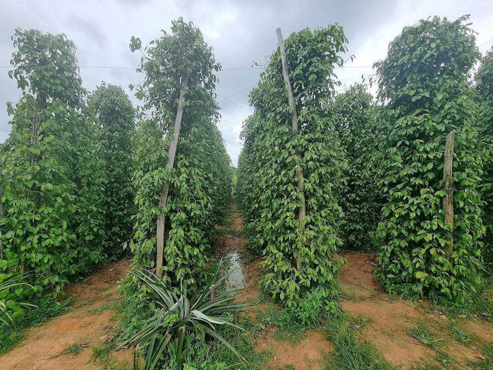 Neatly planted rows of pepper trees line the farm with precision and care