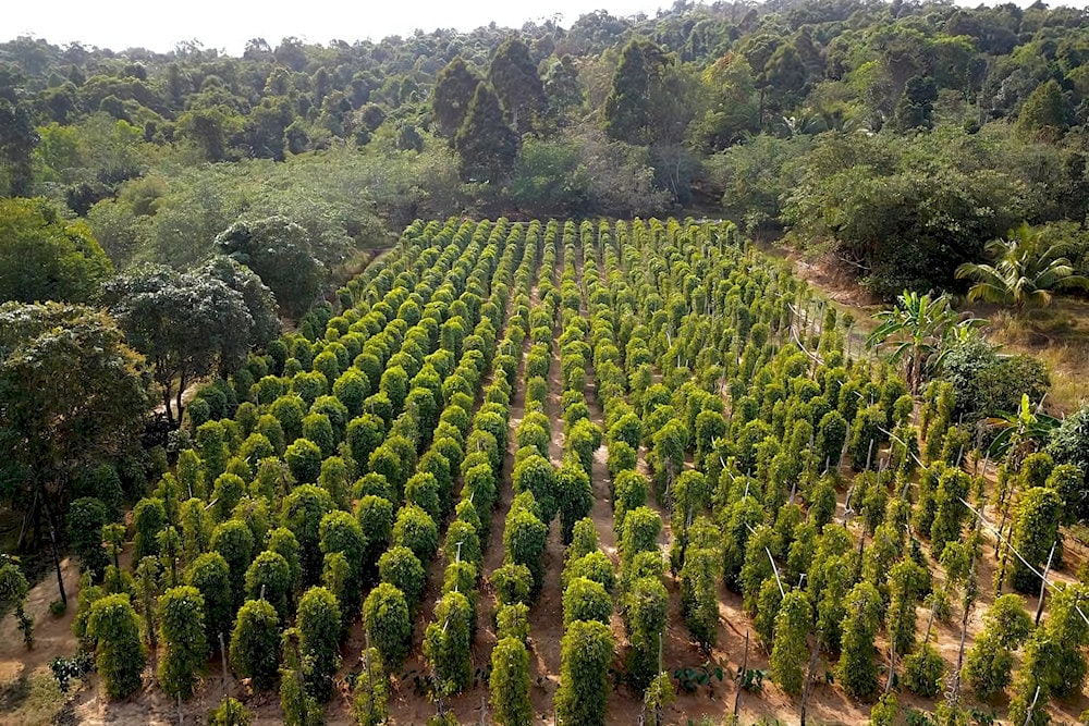 Rows of flourishing pepper trees thrive in the rich red soil at Hai Duong Farm