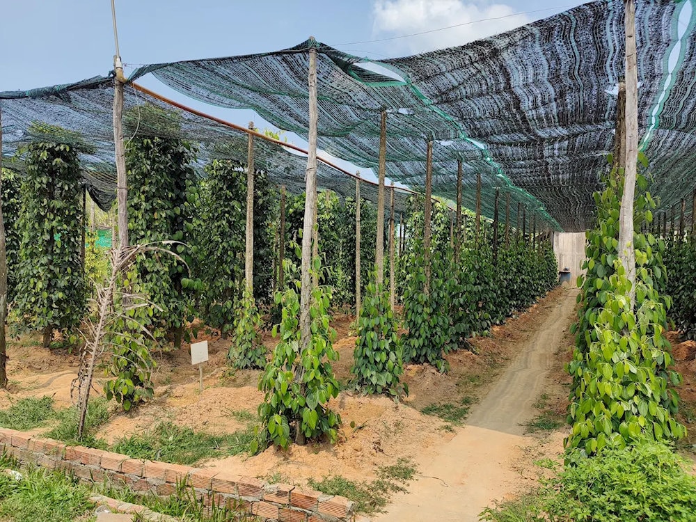 Serene greenery welcomes visitors at Duc Thanh Pepper Farm, where lush pepper rows stretch into the distance 
