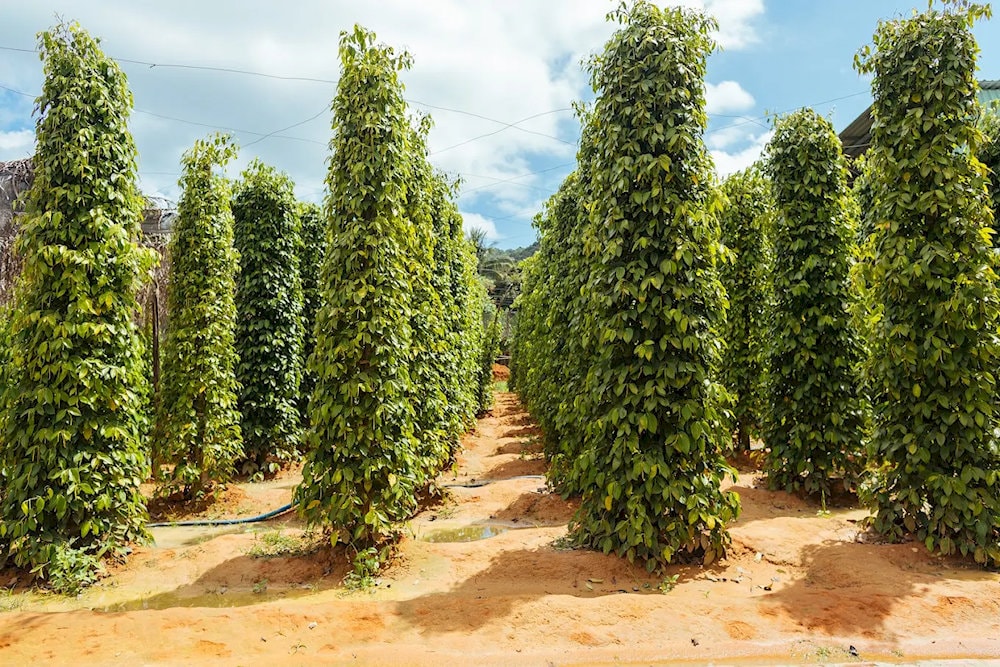 Towering pepper trees with dense foliage create a cool, shaded space at Ngoc Ha Farm