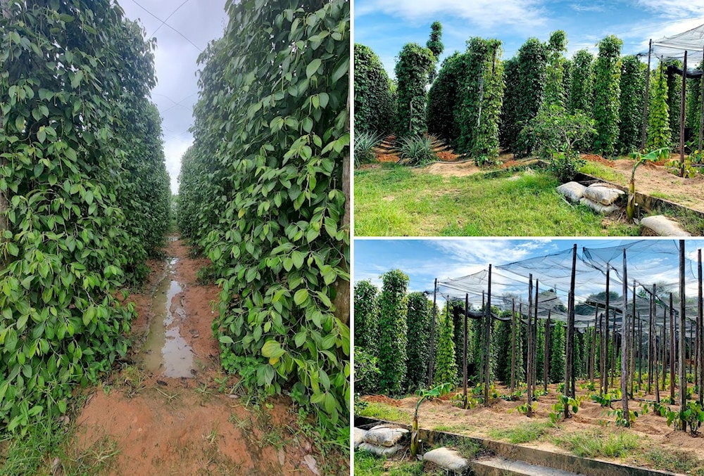 Tuan Viet offers a refreshing green landscape perfect for a peaceful countryside experience