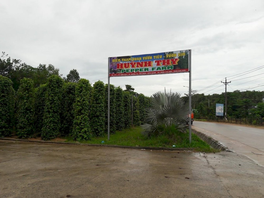 Visitors can immediately see rows of green pepper trees right from the entrance of Huynh Thy pepper farm