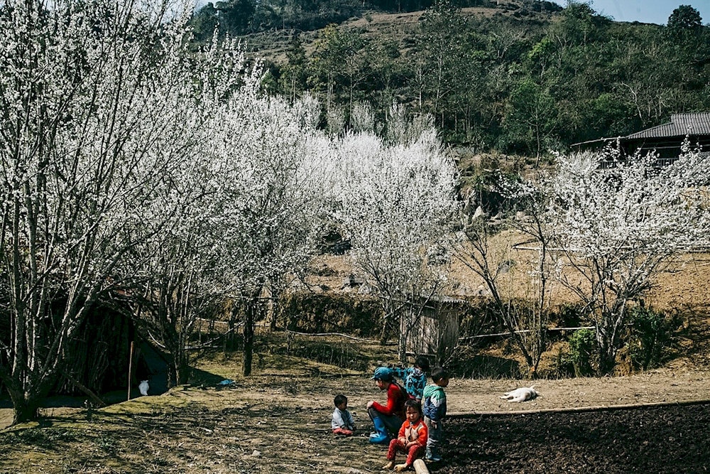 The plum blossom season will be the ideal time for girls who love dreams and are passionate about photography