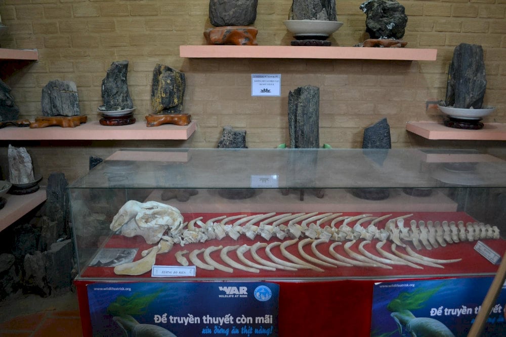 The exhibit educates visitors about marine life conservation through real specimens 