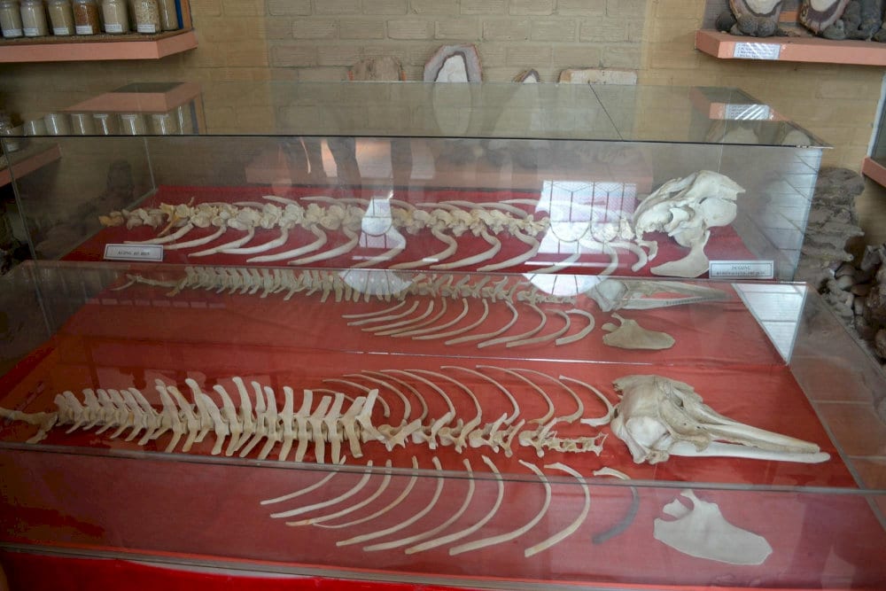 The museum showcases a preserved skeleton of a dugong, highlighting Phu Quoc's rich marine biodiversity