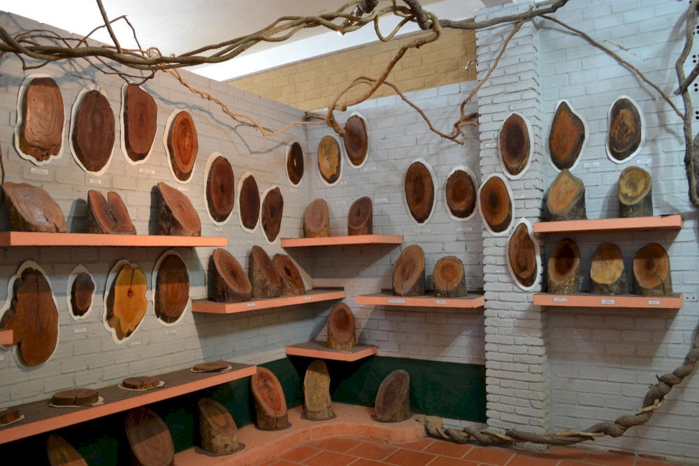 The room features a diverse collection of cross-sections from native tree species in Phu Quoc