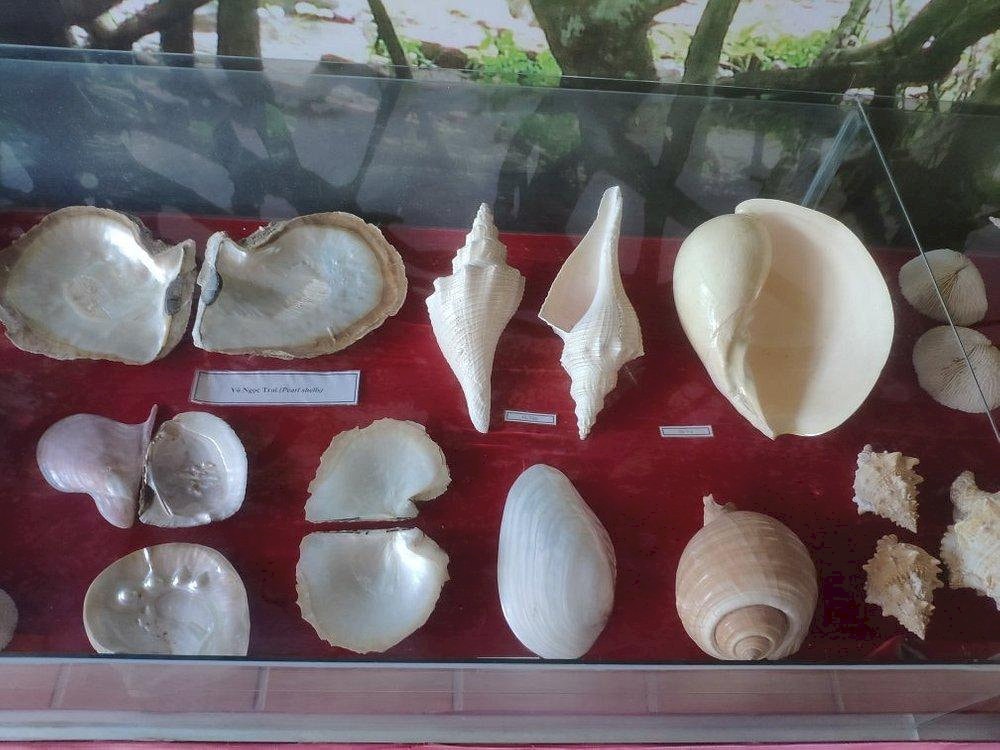 The shell collection showcases a variety of marine mollusks, offering insight into the rich biodiversity of Phu Quoc's coastal waters