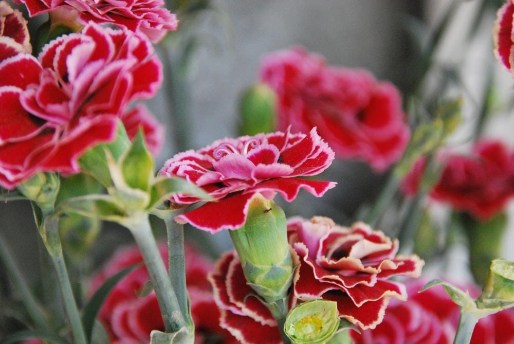 Carnations, known as hoa cam chuong in Vietnamese