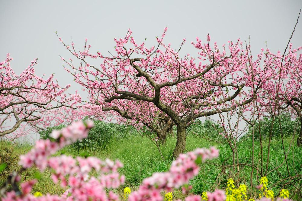 Flowers in Vietnam