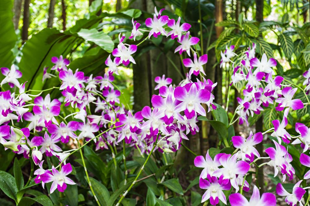 The cultural significance of orchids in Vietnam extends beyond their beauty