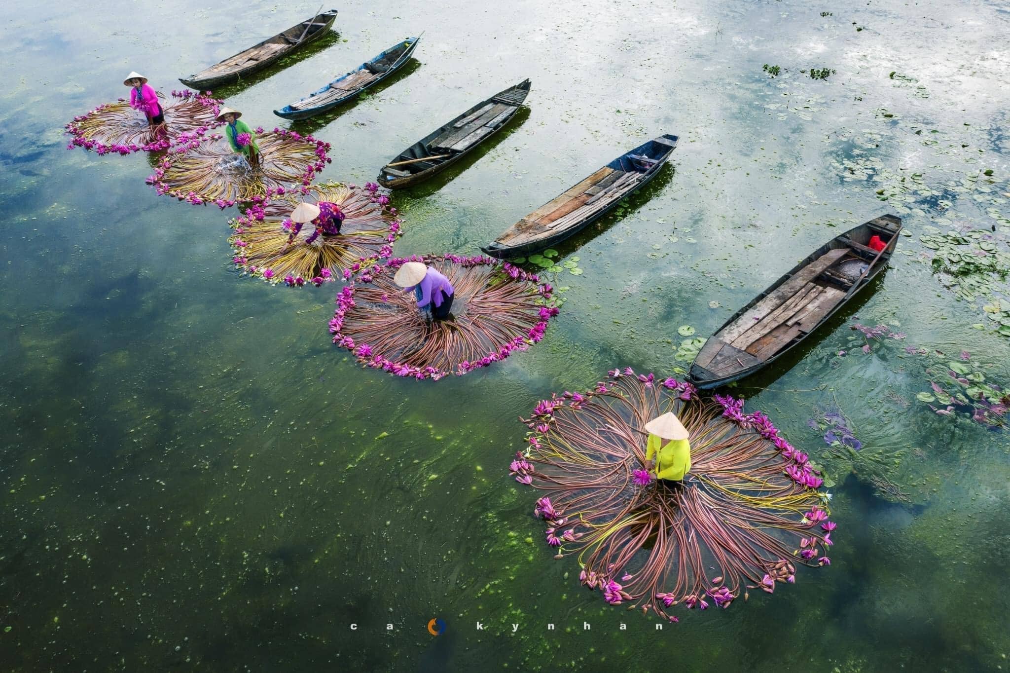 Vietnamese water lilies have adapted to the country's varied aquatic environments