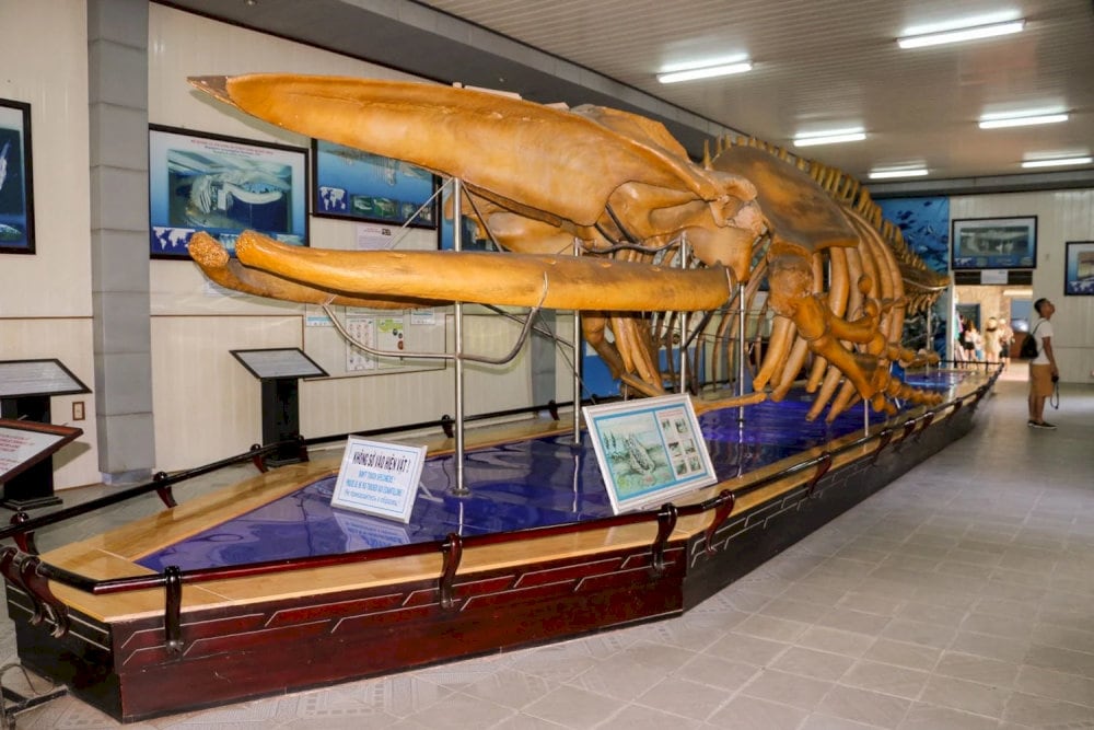 This museum preserves and showcases more than 20,000 specimens representing over 4,000 marine species