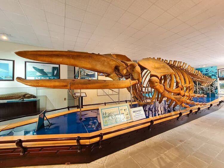 Explore Vietnam’s marine ecosystems through interactive models and educational displays (Source: Internet)