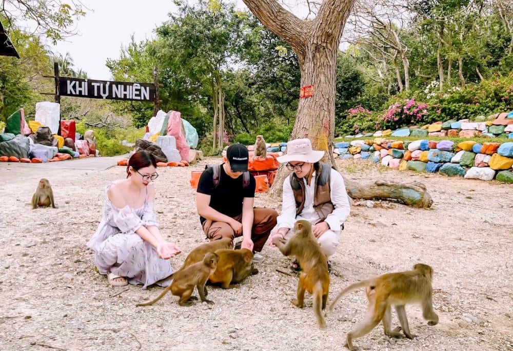 Visitors interact with the monkeys on the island