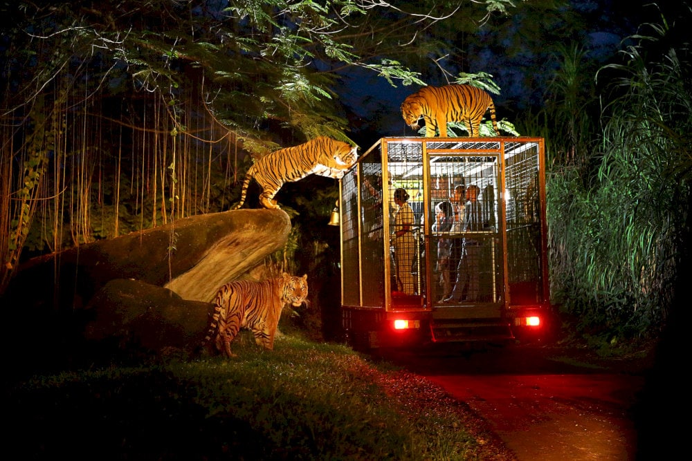 This immersive experience offers a rare opportunity to witness the wildlife of Phu Quoc in their natural nighttime habitat 