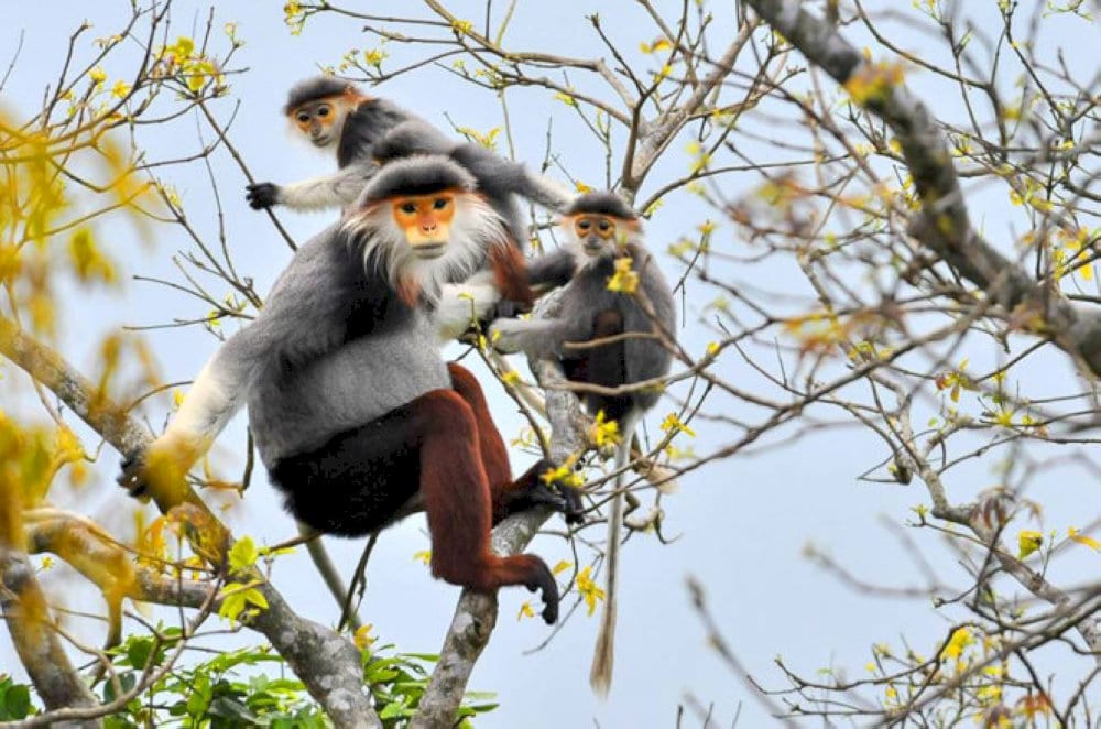 The rare red-shanked douc langur being conserved on the Son Tra Peninsula