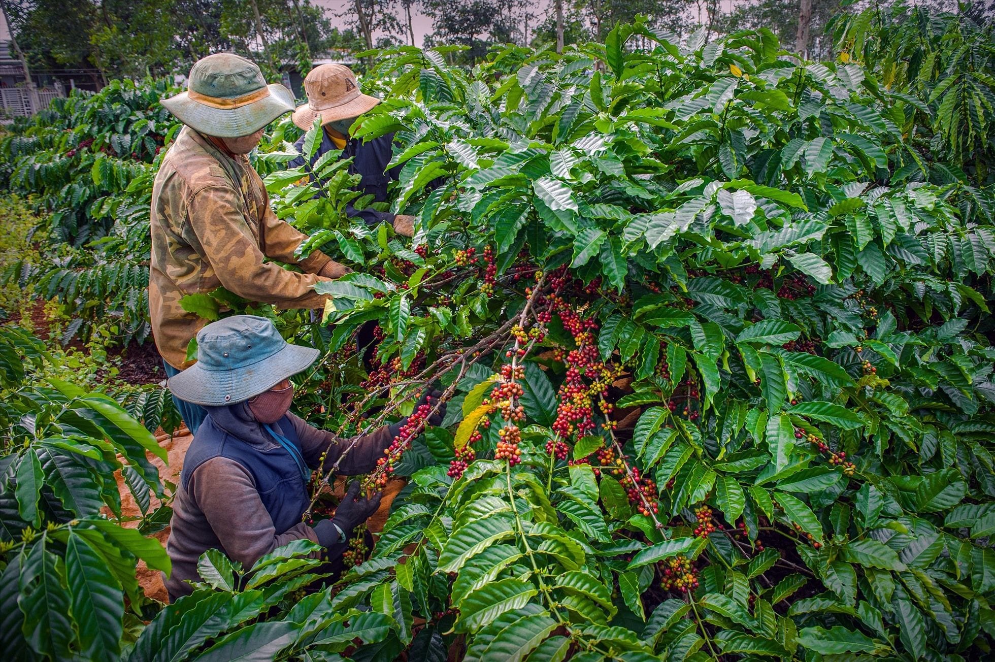 Vietnamese coffee farmer holding fresh red coffee cherries in the Central Highlands region.