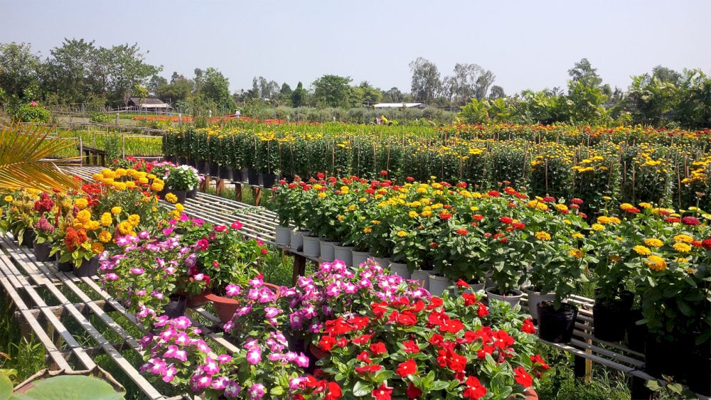 Ngắm nhìn nhiều loại hoa độc đáo khoe sắc