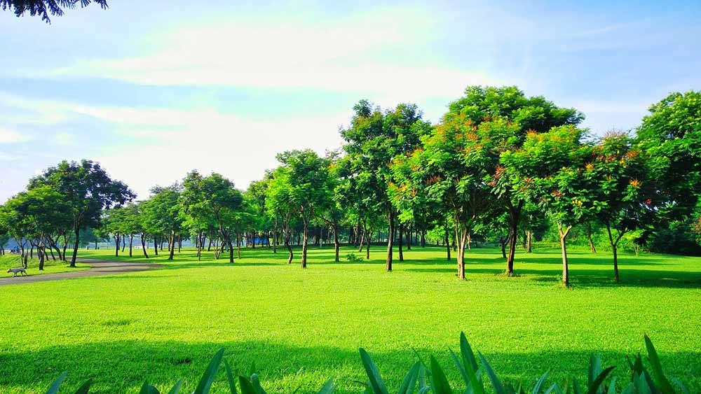 Công viên Yên Sở giúp bạn được hòa mình vào thiên nhiên bằng hệ thống cây xanh rộng lớn