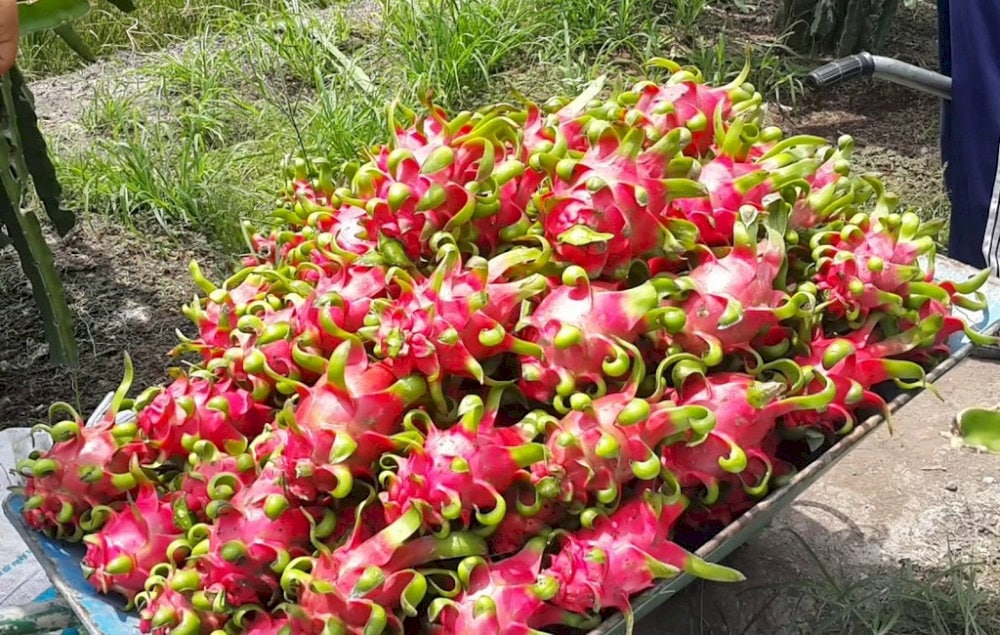 Bạn có thể thử quả thanh long đặc sản tại Châu Thành