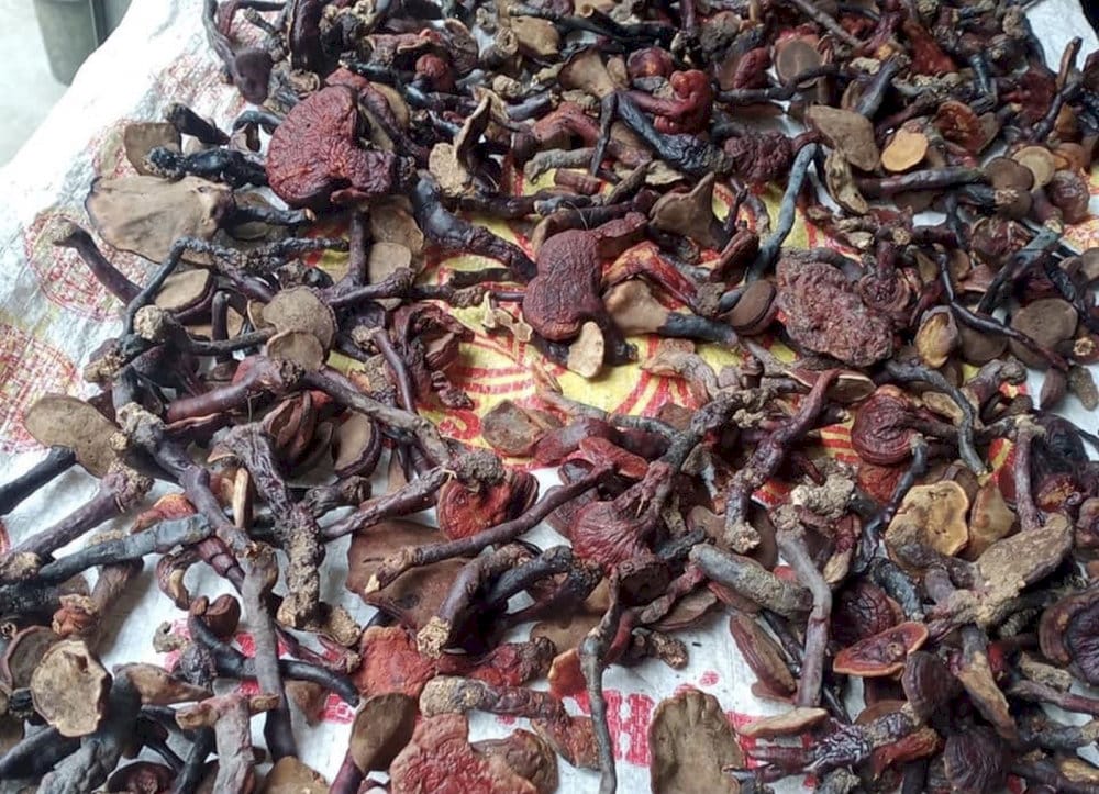 Các loại thảo dược từ núi rừng Sapa