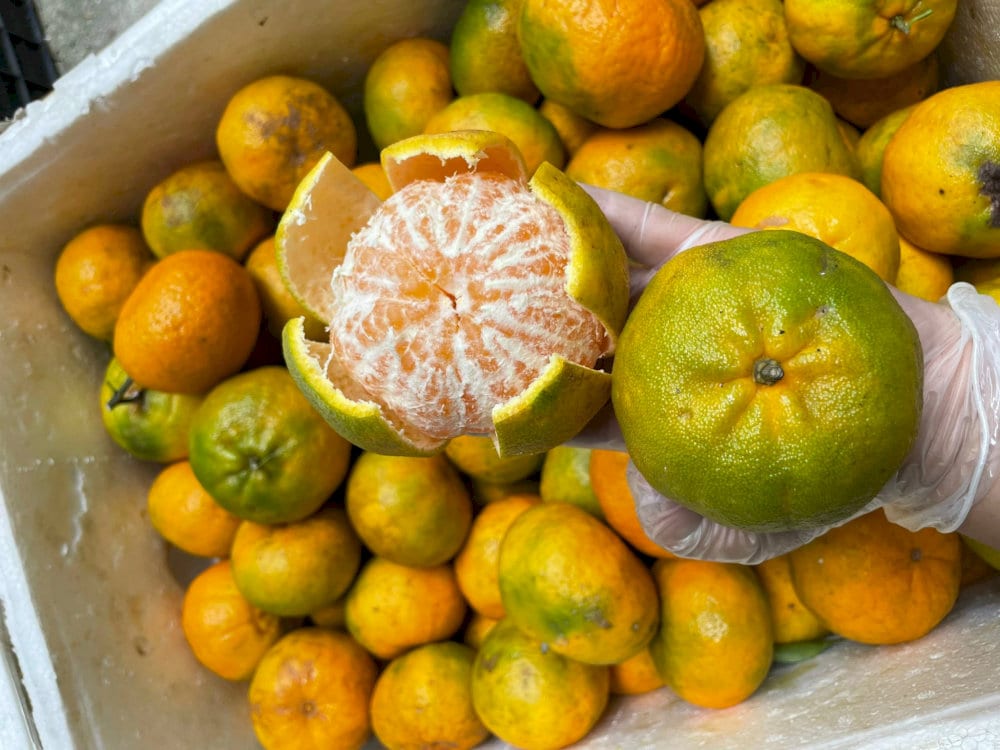 Quýt Mường Khương 