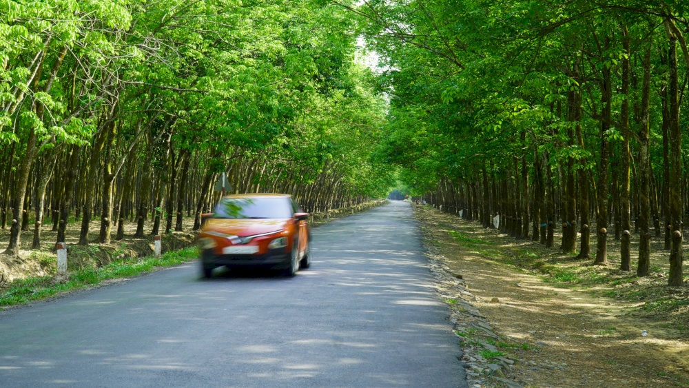 Rừng cao su trên cung đường Bông Trang - Cầu Khởi