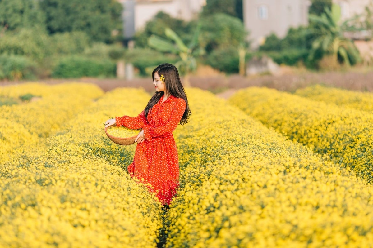 Cánh đồng hoa cúc chi Hưng Yên