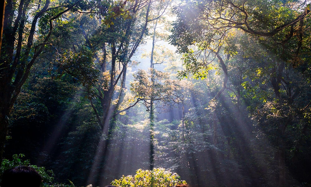 Primary forest in Ba Vi National Park