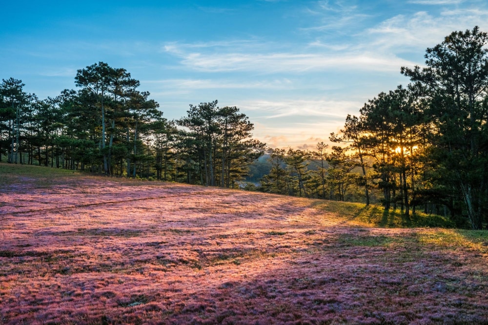 Vẻ đẹp say đắm lòng người của đồi cỏ hồng vào cuối tháng 12