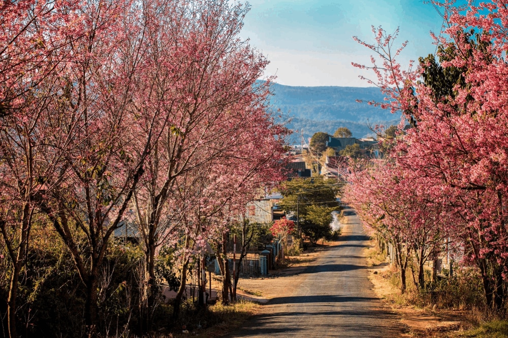 Đà Lạt vào mùa hoa anh đào nở rộ 