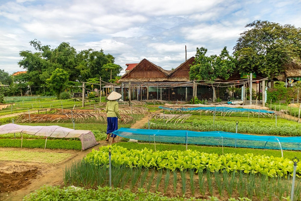vegetable village
