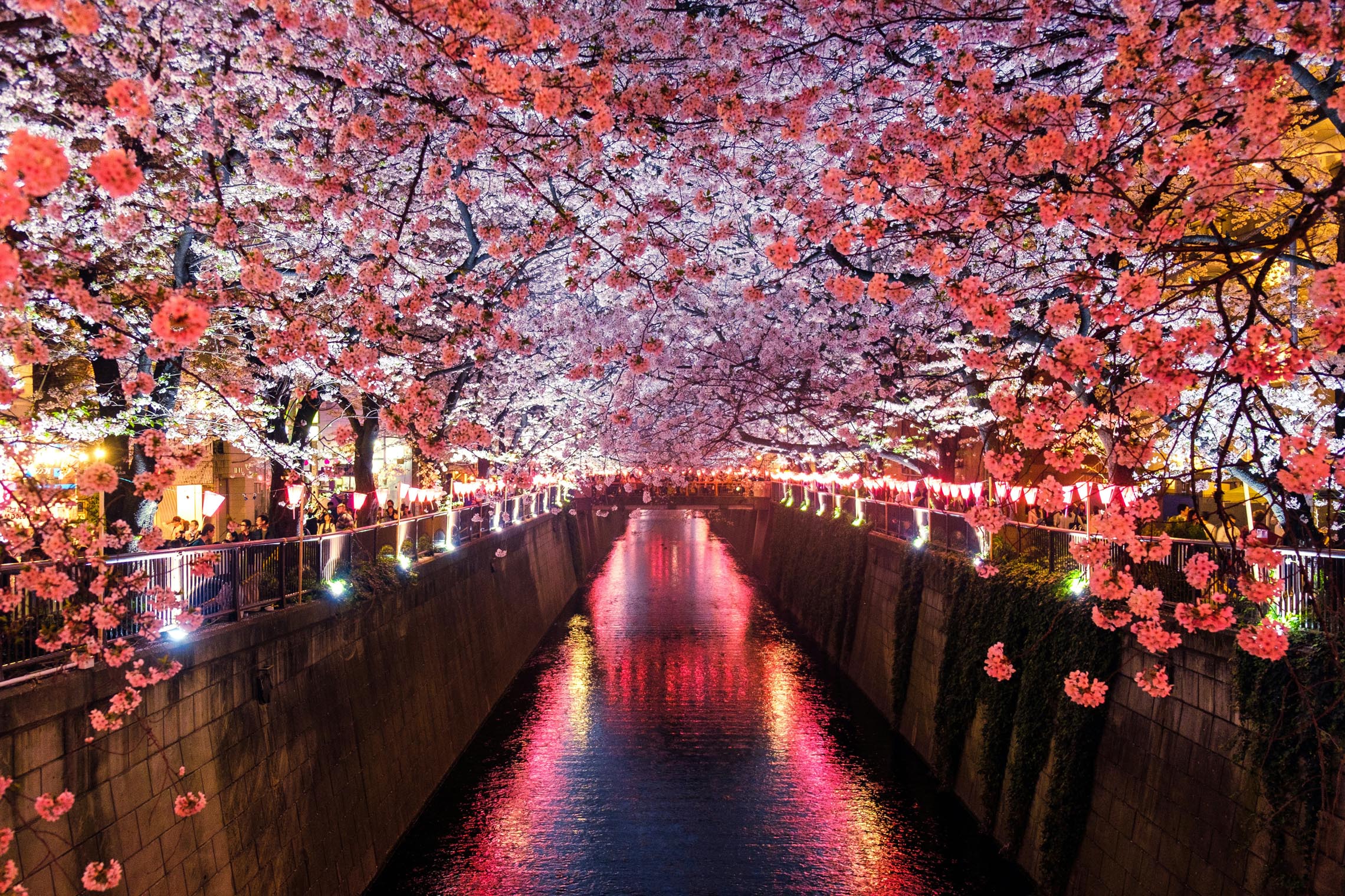 Cherry blossoms in Tokyo, highlighting one of the most memorable things to do in Tokyo during spring