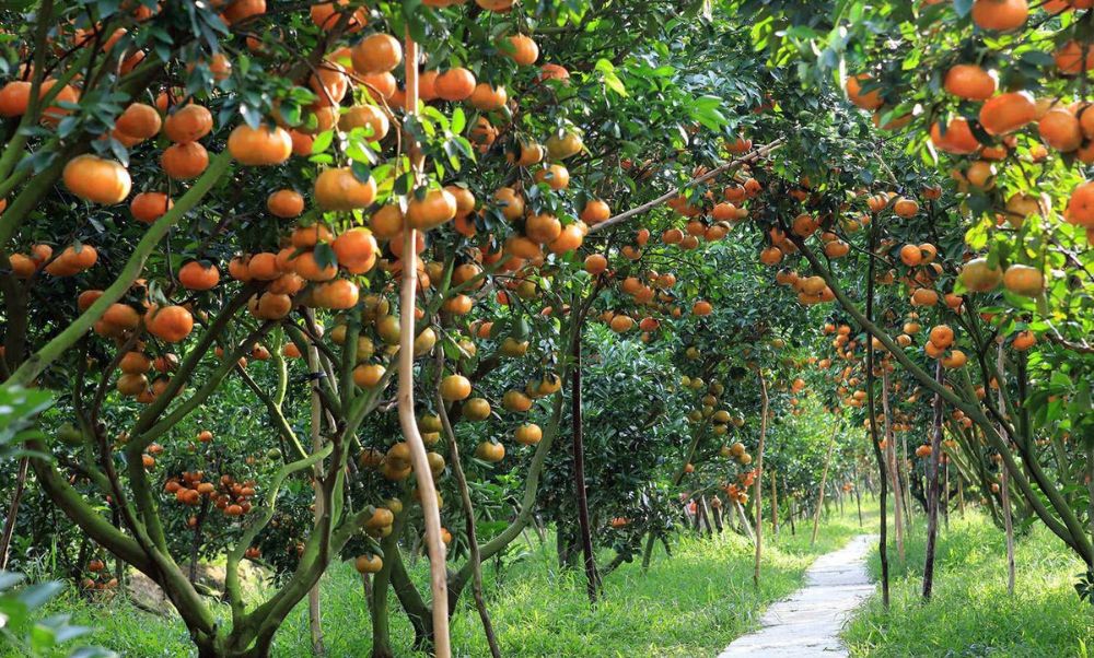 Top 10+ Vườn Trái Cây Gần Sài Gòn Lý Tưởng Cho Chuyến Dã Ngoại Cuối Tuần