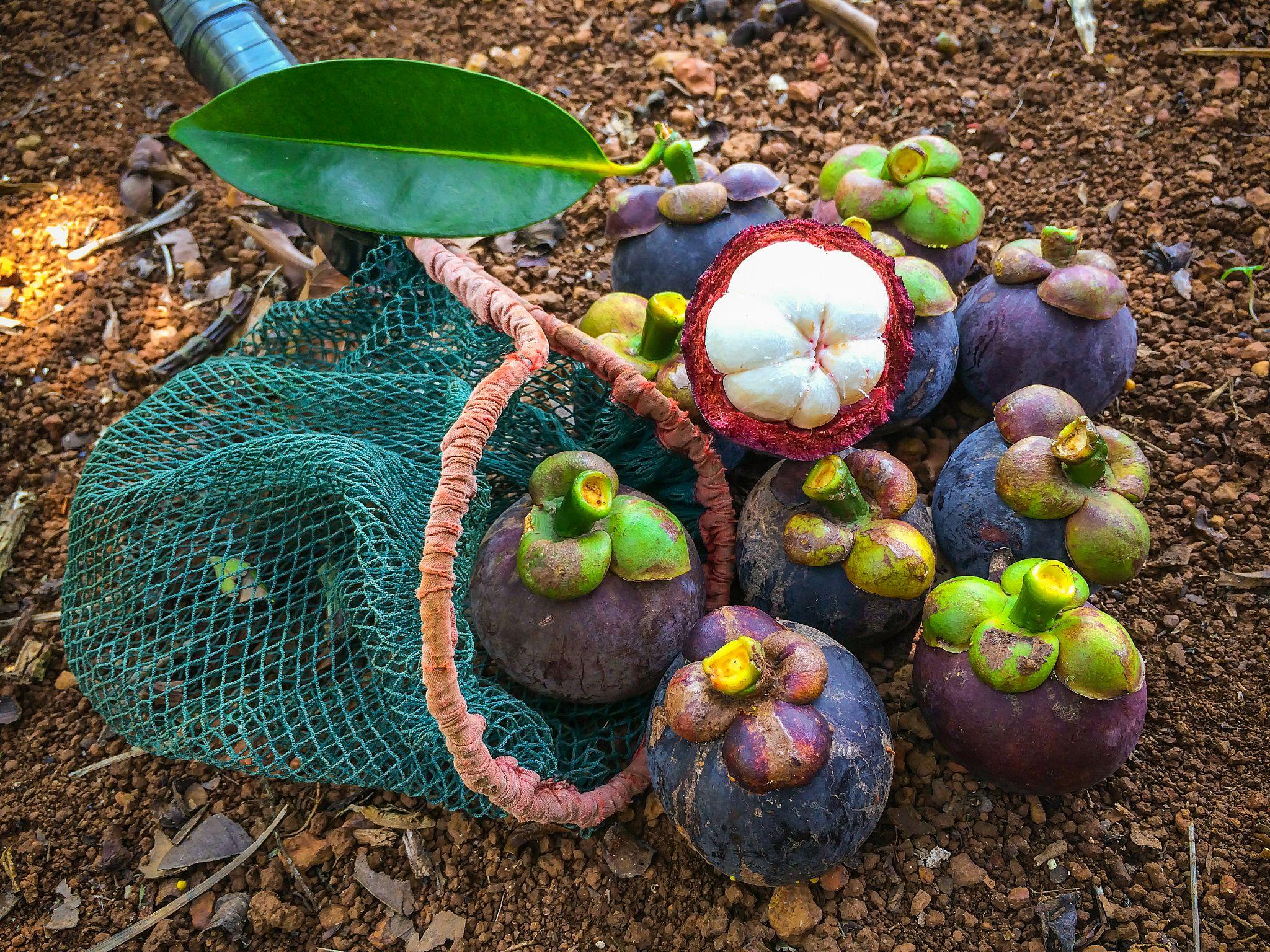 The most prominent mangosteen growing regions in Vietnam are concentrated mainly in the Mekong Delta
