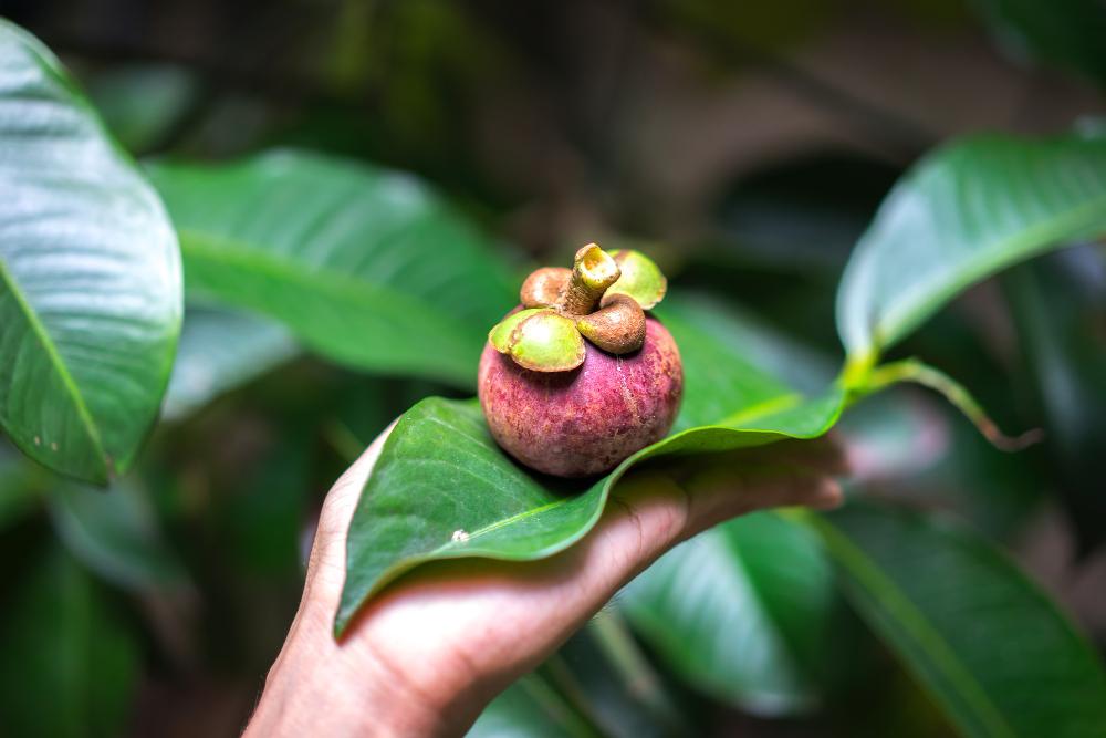 Mangosteen season in Vietnam usually lasts from May to August