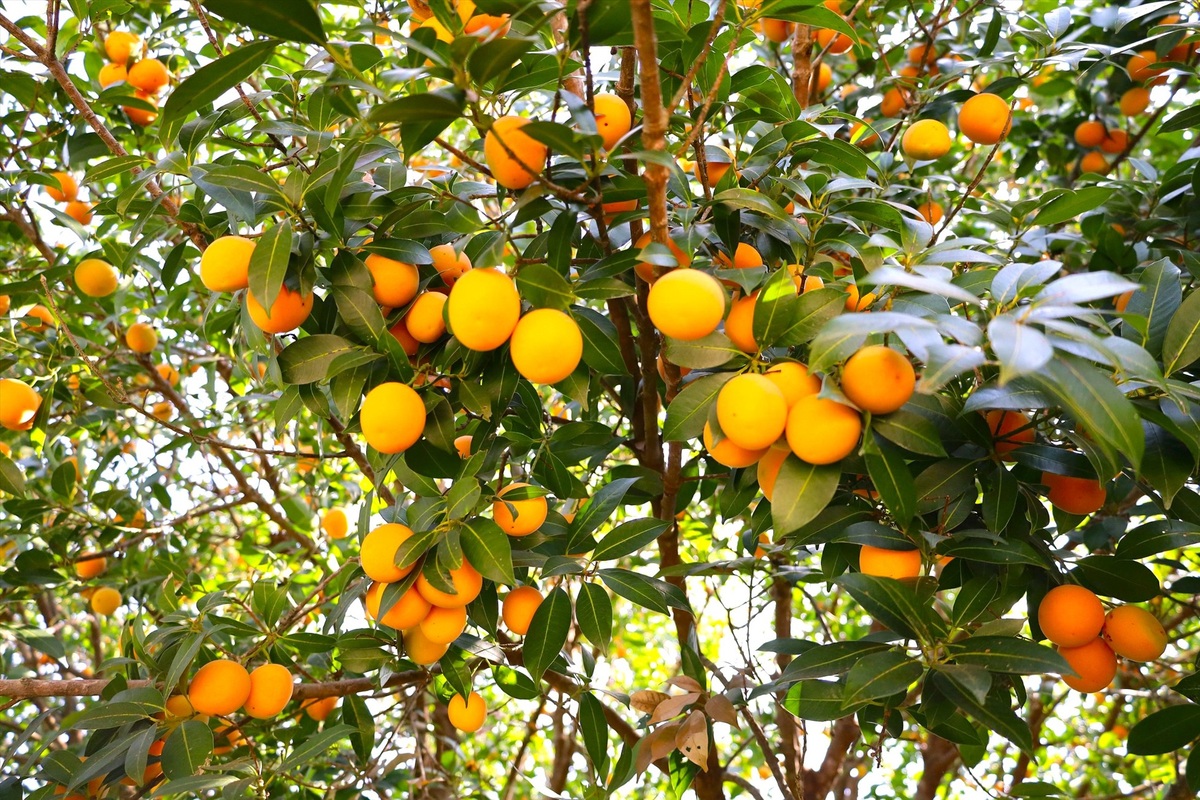 Thanh Trà làm say lòng du khách bởi hương vị ngọt ngào và vẻ đẹp vàng óng căng mọng, treo lủng lẳng trên cây