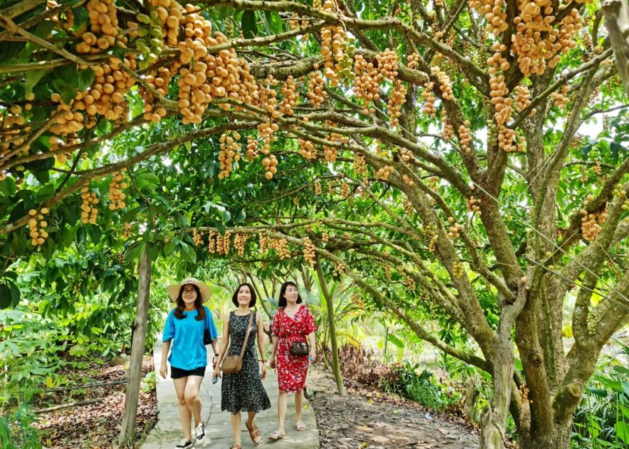 Vườn Dâu Cái Tàu Út Thặng