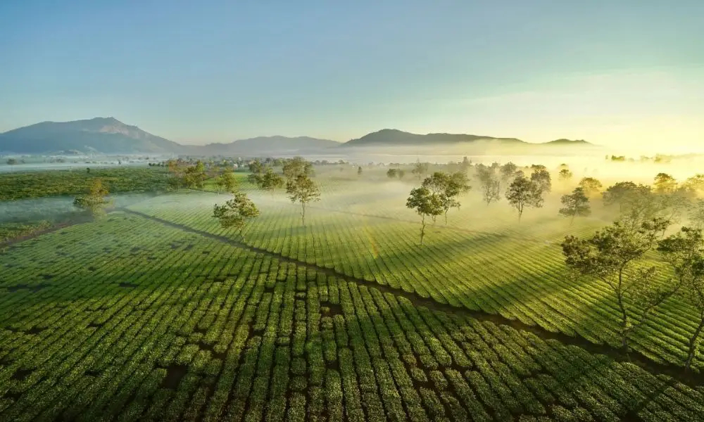 Đồi chè tại Biển Hồ Chè 