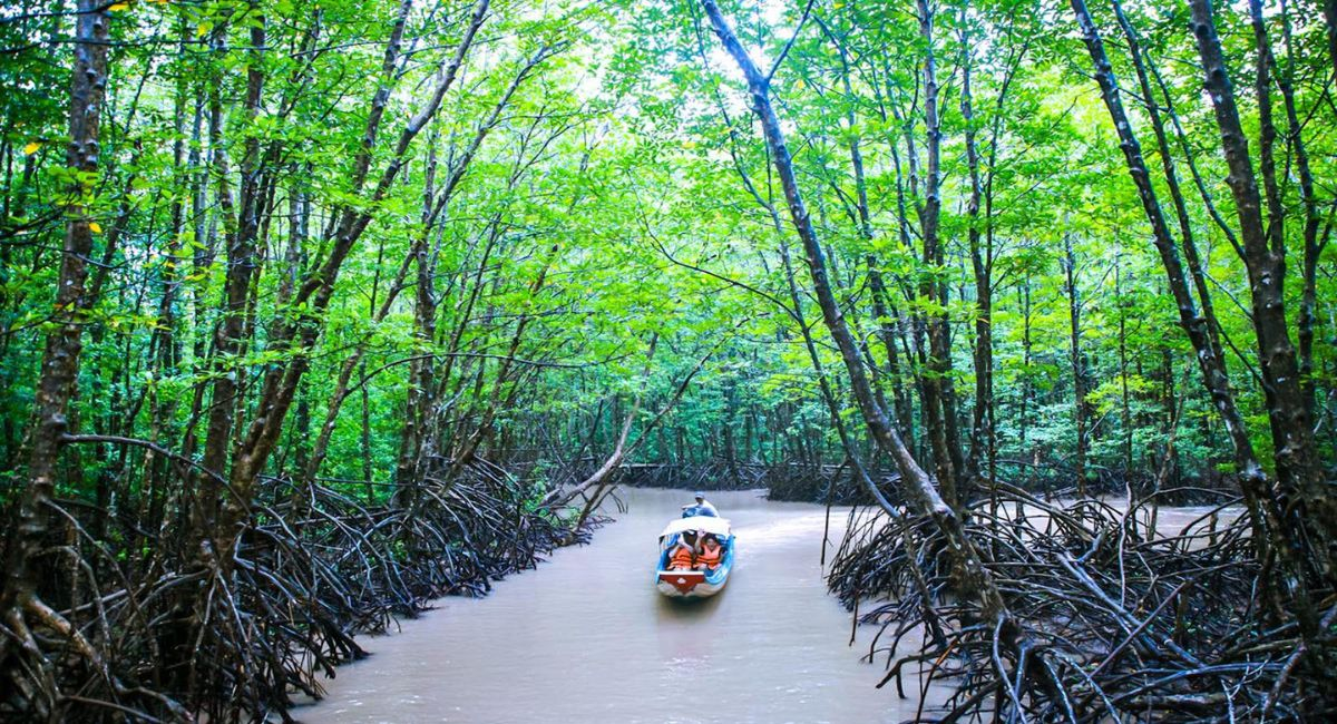Rừng Đước Đất Mũi