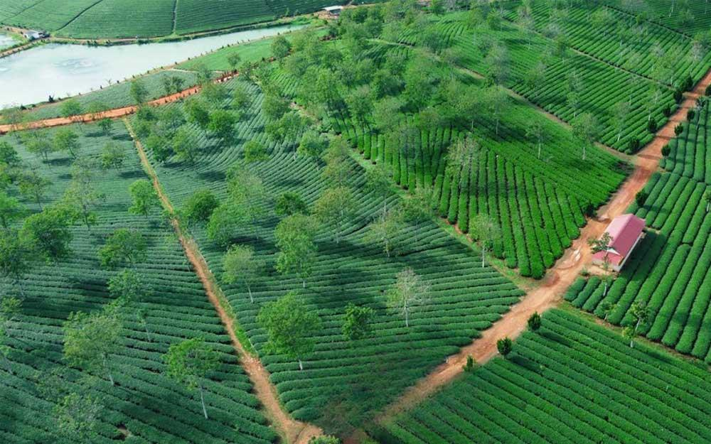 Nhìn từ trên cao đồi chè như một tấm thảm xanh mướt, đầy sức sống.