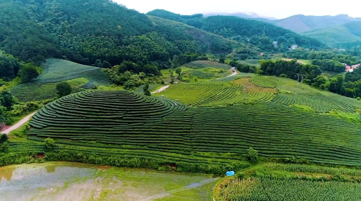 Đồi chè Đình Lập