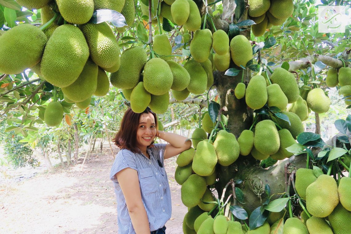 Không gian xanh mát với đa dạng loại trái cây 