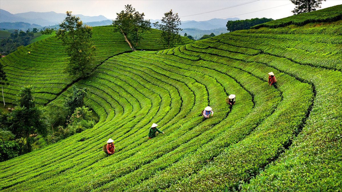 Đồi chè Long Cốc xanh ngát một màu
