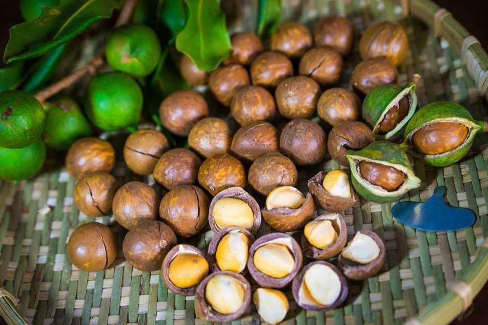 Mắc ca Đắk Lắk được đánh giá là loại mắc ca có chất lượng cao