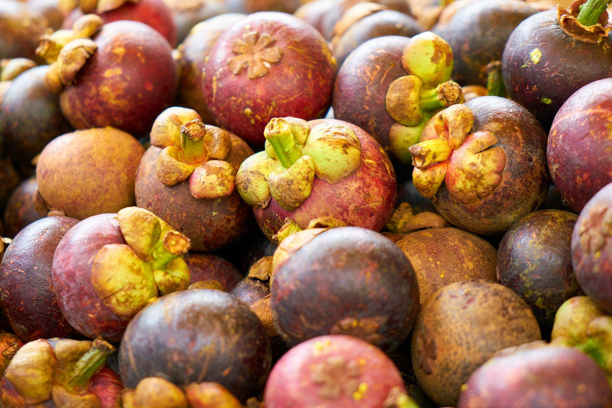 The shell of the mangosteen is its most recognizable feature with a small green crown on the top