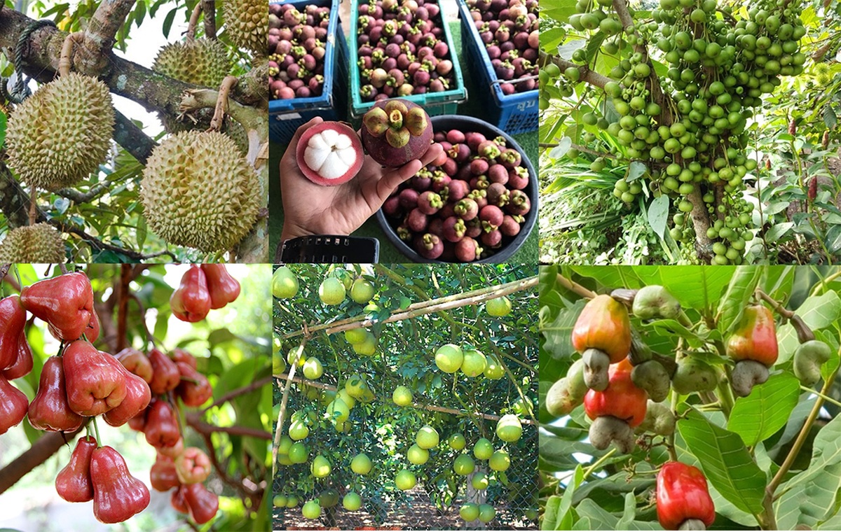 Miệt vườn trù phú, trái cây theo mùa đa dạng, là điểm hẹn hấp dẫn mỗi dịp hè 