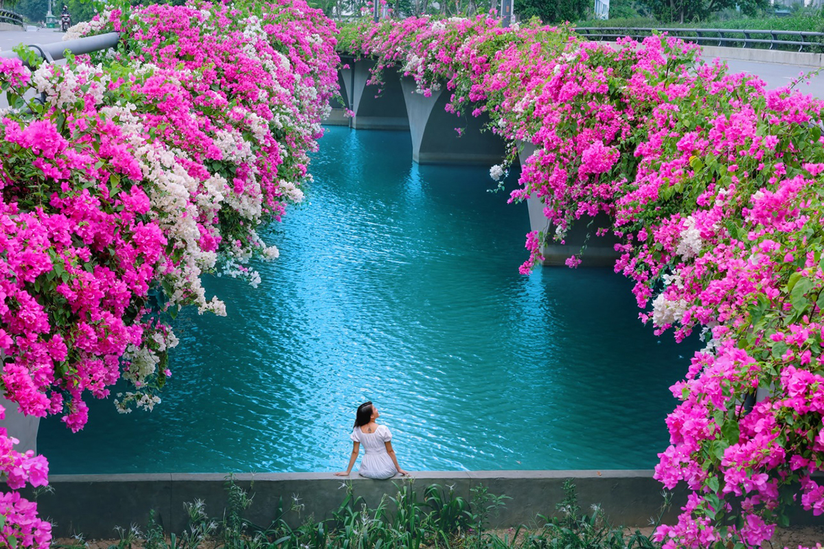 Cây cầu hoa giấy ở Ecopark với khung cảnh như trong chuyện cổ tích